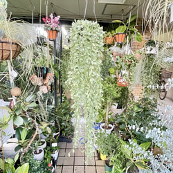 超ロング100cm ディスキディア シュガーエメラルド 吊り鉢 希少大株 ハンギンググリーン 1枚目の画像