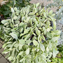 超ロング100cm ディスキディア シュガーエメラルド 吊り鉢 希少大株 ハンギンググリーン 4枚目の画像