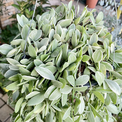 超ロング100cm ディスキディア シュガーエメラルド 吊り鉢 希少大株 ハンギンググリーン 5枚目の画像