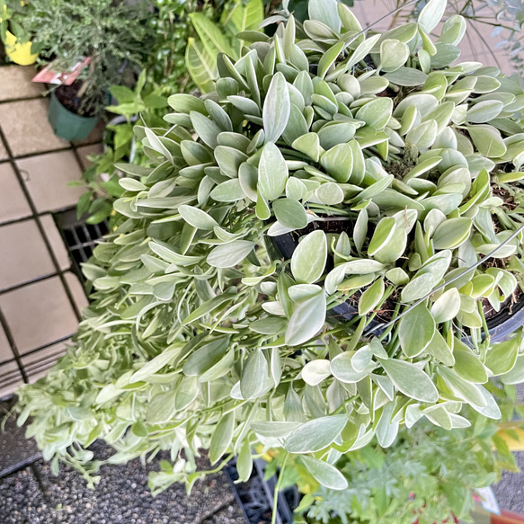 超ロング100cm ディスキディア シュガーエメラルド 吊り鉢 希少大株 ハンギンググリーン 11枚目の画像