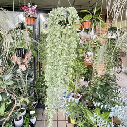 超ロング100cm ディスキディア シュガーエメラルド 吊り鉢 希少大株 ハンギンググリーン 2枚目の画像