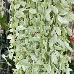 超ロング100cm ディスキディア シュガーエメラルド 吊り鉢 希少大株 ハンギンググリーン 7枚目の画像