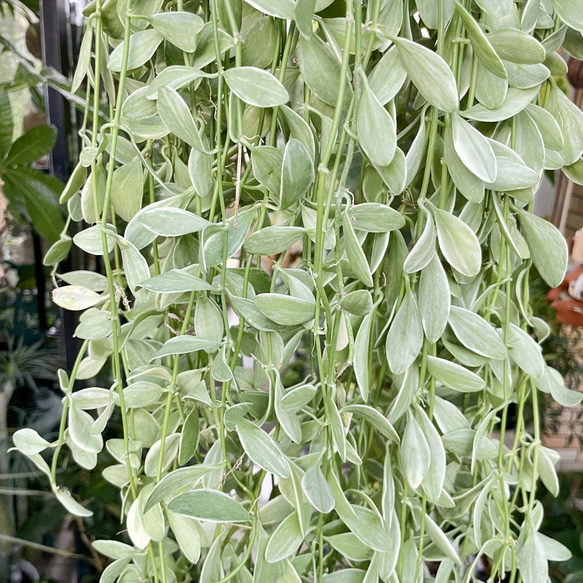 超ロング100cm ディスキディア シュガーエメラルド 吊り鉢 希少大株 ハンギンググリーン 7枚目の画像