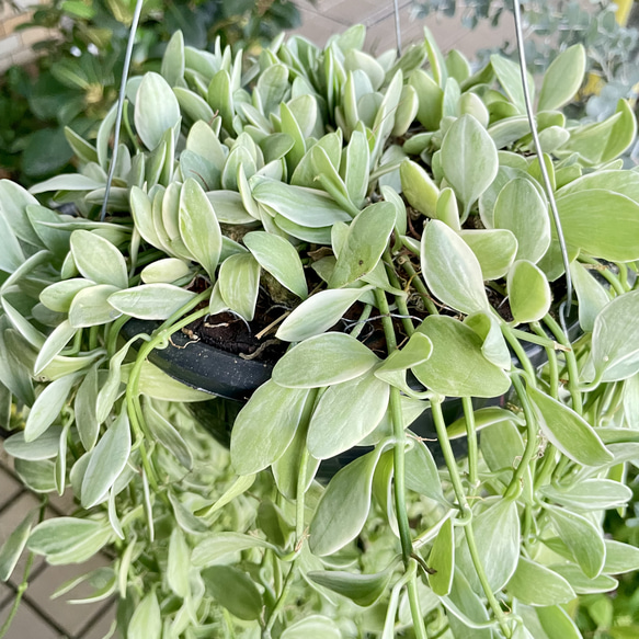 超ロング100cm ディスキディア シュガーエメラルド 吊り鉢 希少大株 ハンギンググリーン 8枚目の画像