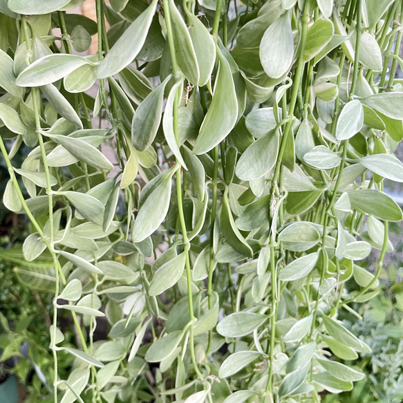 超ロング100cm ディスキディア シュガーエメラルド 吊り鉢 希少大株 ハンギンググリーン 6枚目の画像