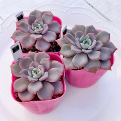 2025 New✨多肉植物 ソングフォーユー 韓国苗 多肉植物 pariʚ