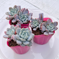 多肉植物 ピクシープラム 韓国苗 多肉植物 pariʚ❤︎ɞtaniku