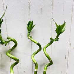 スパイラルミリオンバンブー 5本セット 約50cm ナチュラルでおしゃれなインテリアグリーン 7枚目の画像