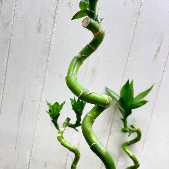 スパイラルミリオンバンブー 5本セット 約50cm ナチュラルでおしゃれなインテリアグリーン 4枚目の画像