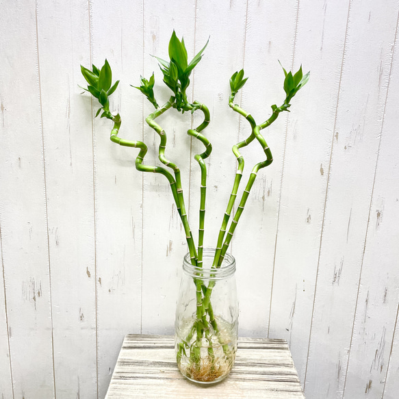 スパイラルミリオンバンブー 5本セット 約50cm ナチュラルでおしゃれなインテリアグリーン 1枚目の画像