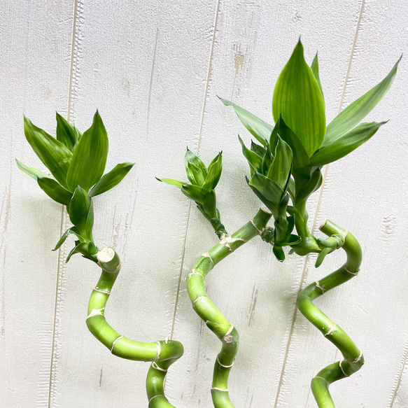 スパイラルミリオンバンブー 5本セット 約50cm ナチュラルでおしゃれなインテリアグリーン 6枚目の画像