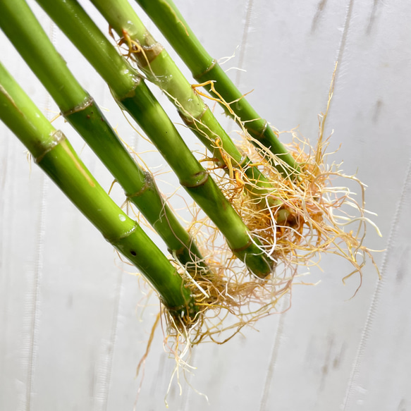 スパイラルミリオンバンブー 5本セット 約50cm ナチュラルでおしゃれなインテリアグリーン 8枚目の画像