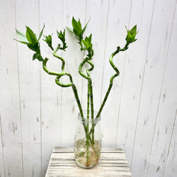 スパイラルミリオンバンブー 5本セット 約50cm ナチュラルでおしゃれなインテリアグリーン 2枚目の画像