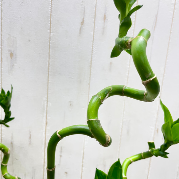 スパイラルミリオンバンブー 5本セット 約50cm ナチュラルでおしゃれなインテリアグリーン 5枚目の画像