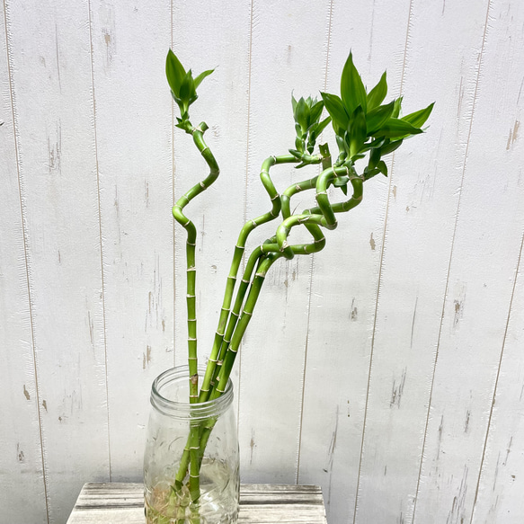 スパイラルミリオンバンブー 5本セット 約50cm ナチュラルでおしゃれなインテリアグリーン 3枚目の画像