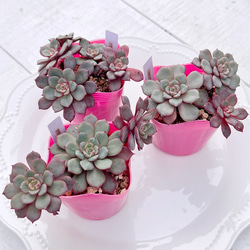 2025 New✨多肉植物 ソングフォーユー 韓国苗 多肉植物 pariʚ