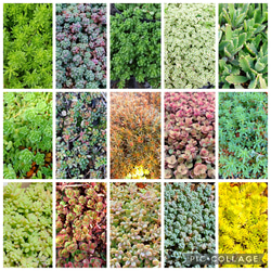 期間限定お買い得品】多肉植物 セダム 桜色カリシア50カット【育成説明