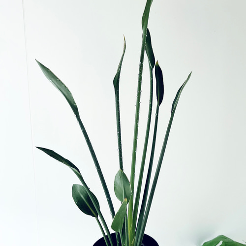 希少》ノンリーフ ストレリチア ユンケア 観葉植物 calm cafe 室内