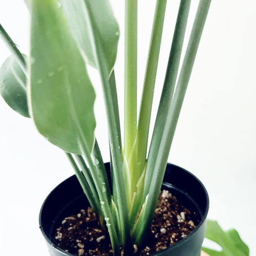 希少》ノンリーフ ストレリチア ユンケア 観葉植物 calm cafe 室内