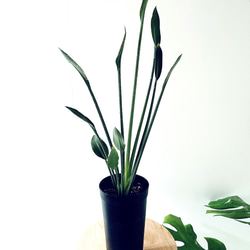 【希少】ストレリチア ノンリーフ 3株植え 観葉植物 calm cafe 希少》ノンリーフ ストレリチア ユンケア 観葉植物 calm cafe 室内
