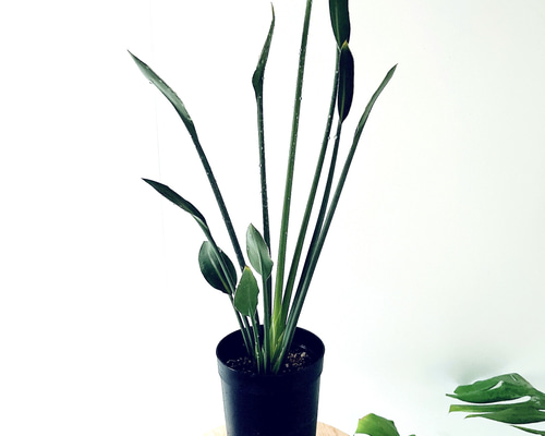 希少》ノンリーフ ストレリチア ユンケア 観葉植物 calm cafe 室内