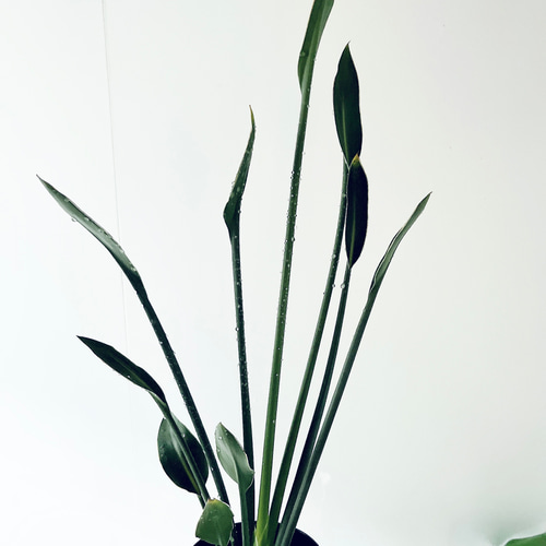 希少》ノンリーフ ストレリチア ユンケア 観葉植物 calm cafe 室内