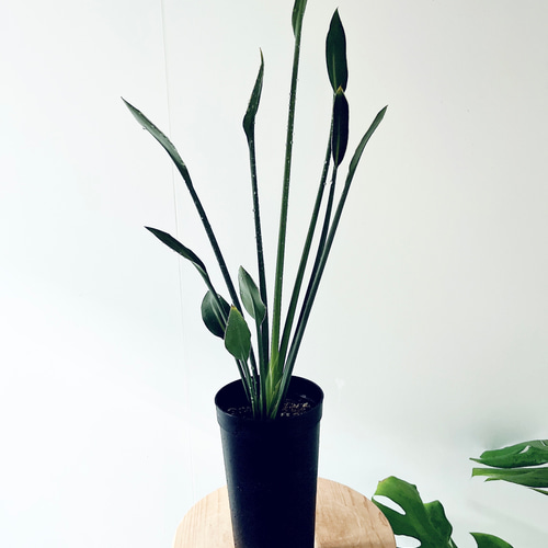 希少》ノンリーフ ストレリチア ユンケア 観葉植物 calm cafe 室内