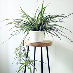 【再入荷】八の字 パンダガジュマル 希少 シンボルツリー 観葉植物 calm 再入荷】八の字 パンダガジュマル 希少 シンボルツリー 観葉植物 calm