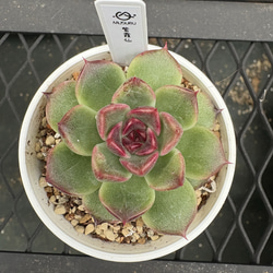 多肉植物 エケベリア ルナレン 抜き苗 その他インテリア雑貨 MUSUBU