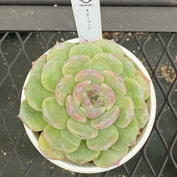 多肉植物 エケベリア 夕焼けの舞 抜き苗 その他インテリア雑貨 MUSUBU