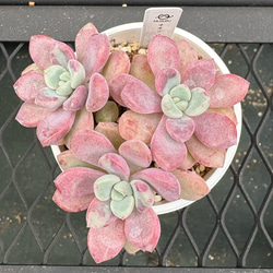 多肉植物 エケベリア 女雛錦 抜き苗 斑入り その他インテリア雑貨