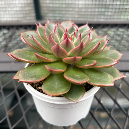 多肉植物 エケベリア ルドルフ 抜き苗 その他インテリア雑貨 MUSUBU
