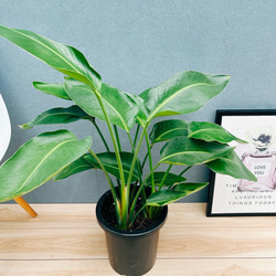 現品］【希少】13番 アガベ アテナータ ボーチンブルー 10号 尺鉢 観葉