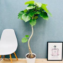 現品］97番 フィカス ベンジャミン 8号 観葉植物 大型 室内 おしゃれ