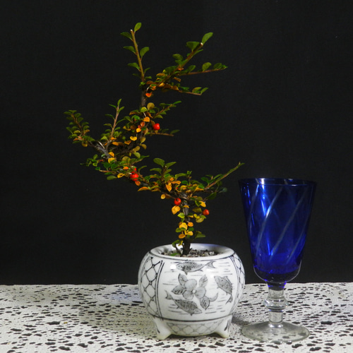 ☆ENGEI ichioki☆紅紫檀・ベニシタン・小品盆栽04◇冬は葉が全て落葉