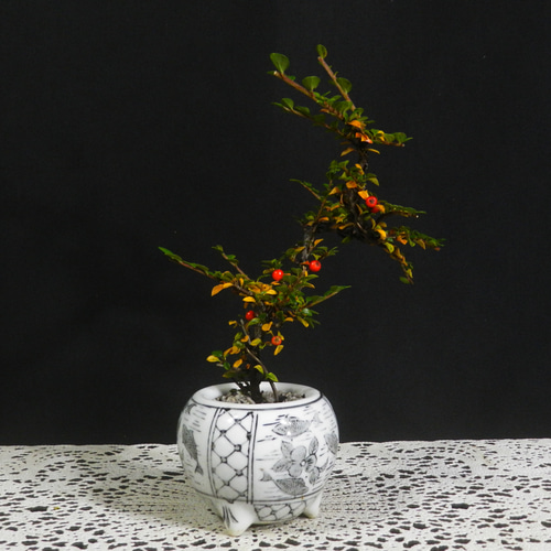 ☆ENGEI ichioki☆紅紫檀・ベニシタン・小品盆栽04◇冬は葉が全て落葉