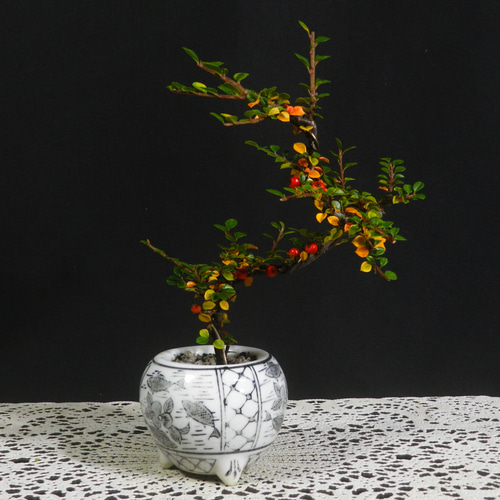 ☆ENGEI ichioki☆紅紫檀・ベニシタン・小品盆栽04◇冬は葉が全て落葉