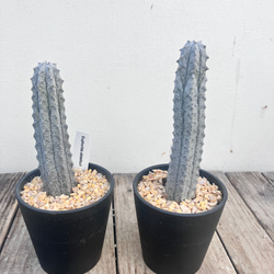 アブデルクリ＊ユーフォルビア＊希少種＊多肉植物＊ アートフラワー