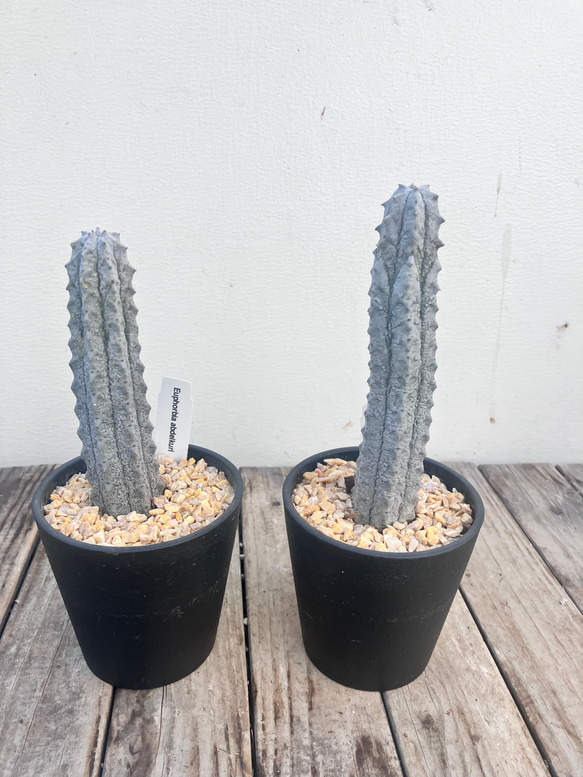 アブデルクリ＊ユーフォルビア＊希少種＊多肉植物＊ アートフラワー