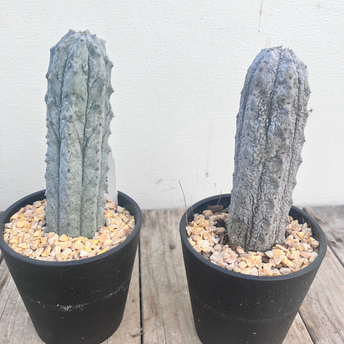 アブデルクリ＊ユーフォルビア＊希少種＊多肉植物＊ アートフラワー