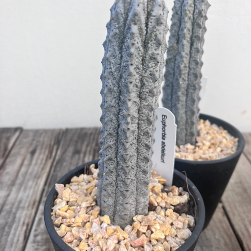 アブデルクリ＊ユーフォルビア＊希少種＊多肉植物＊ アートフラワー