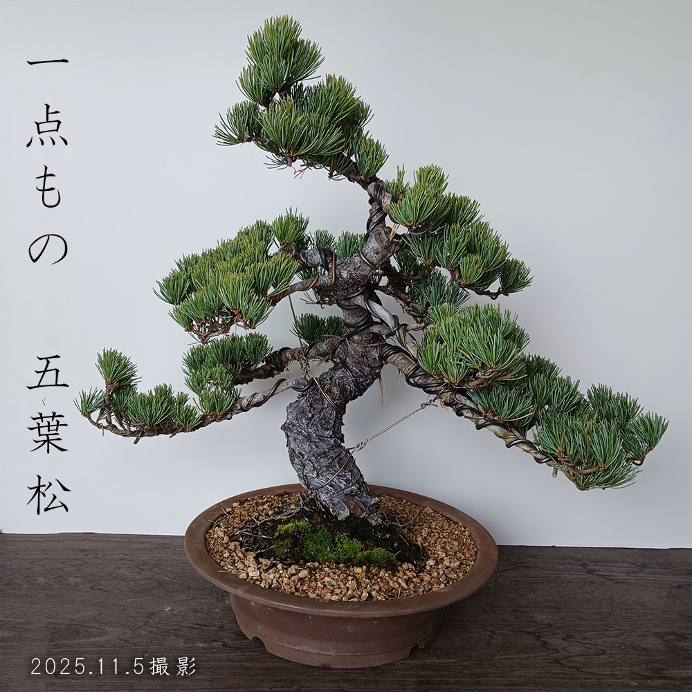 【1点もの】どっしりとした幹から四方に枝を伸ばし風格のある盆栽【五葉松の盆栽（和鉢）