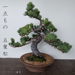 光触媒 人工観葉植物 ウォールグリーン フェイクグリーン フラワー