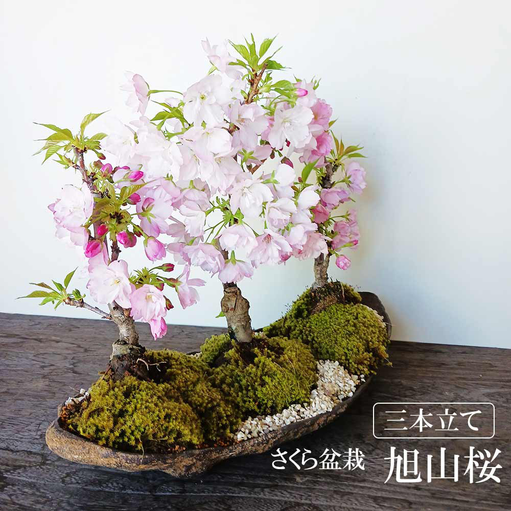 豪華三本植え！徒歩０分のお花見楽しめます！【八重咲の桜　旭山桜の三本植え盆栽（くらま鉢）】
