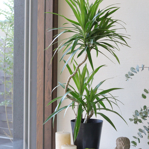 ユニークな樹形❤︎観葉植物❤︎ドラセナ ナビー 多肉植物