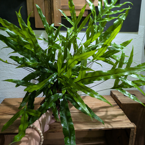 ミクロソリウム ディべルシフォリウム『カンガルーファーン』〈レア・人気・流木付〉 送料無料】ミクロソリウム ディべルシフォリウム『カンガルーファーン