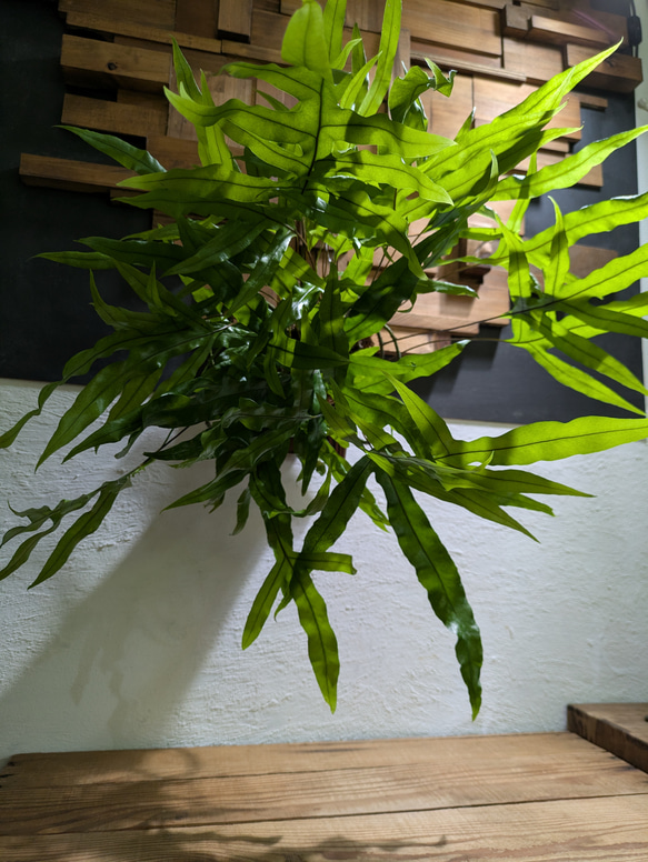 ミクロソリウム ディべルシフォリウム『カンガルーファーン』〈レア・人気・流木付〉 送料無料】ミクロソリウム ディべルシフォリウム『カンガルーファーン