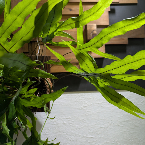 ミクロソリウム ディべルシフォリウム『カンガルーファーン』〈レア・人気・流木付〉 送料無料】《現品限り》ミクロソリウム ディべルシフォリウム