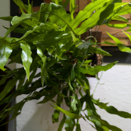 送料無料】ミクロソリウム ディべルシフォリウム『カンガルーファーン