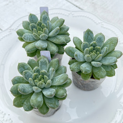 2025 New✨多肉植物 ソングフォーユー 韓国苗 多肉植物 pariʚ